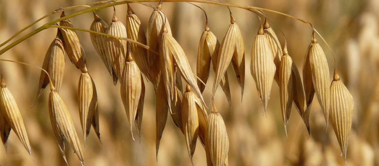 Yulafın Tahıl İyot İçeriğini ve Kalitesini Artırmada Biyolojik Aktif İyot ve Potasyum İyodür Uygulamalarının Karşılaştırılması