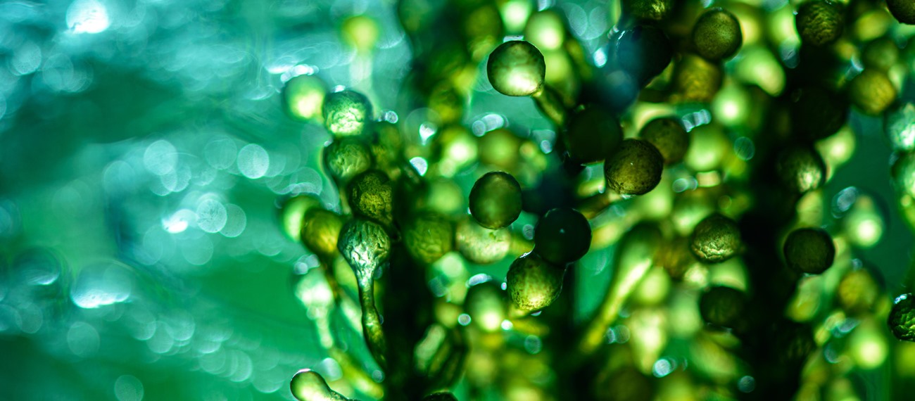 Mikroalg Orijinli Doğal Renklendiriciler Geliştirilmesi ve Model Gıda Olarak Dondurma Kullanımı