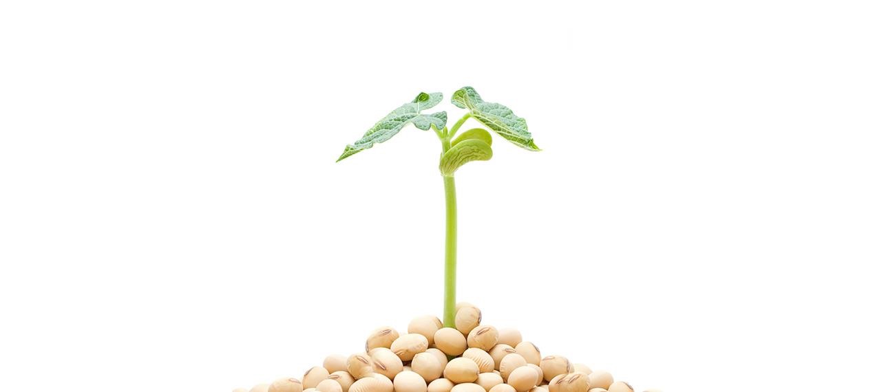 Tuz Stresi Altındaki Fasulye Bitkilerinin Fizyolojik ve Enzimatik Özelliklerinin Korunması İçin Uygun Hümik Asit Uygulama Yöntemleri