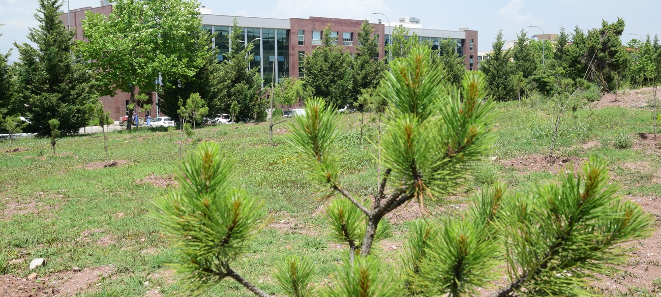 Üniversitemiz Meşelik Kampüsüne 350 Fidan Dikildi