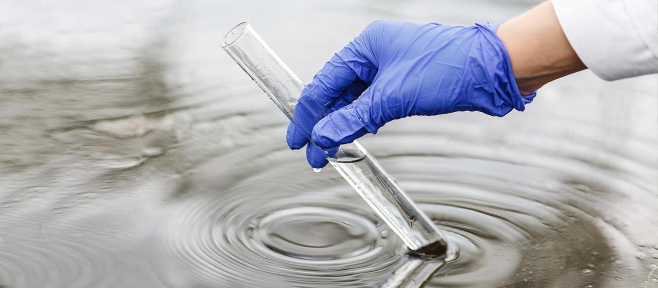 Yaprak Dokusu Desteğinde Geliştirilen Fungal Hücrelerin Renk Giderim Potansiyeli